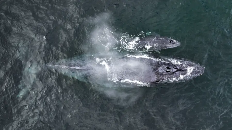 Ballena jorobada y su cría vistas desde arriba