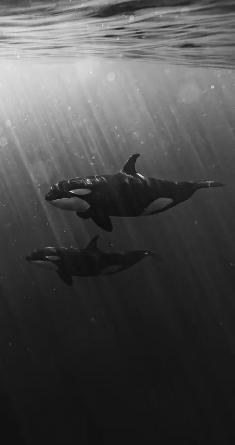Dos orcas en blanco y negro bajo la luz