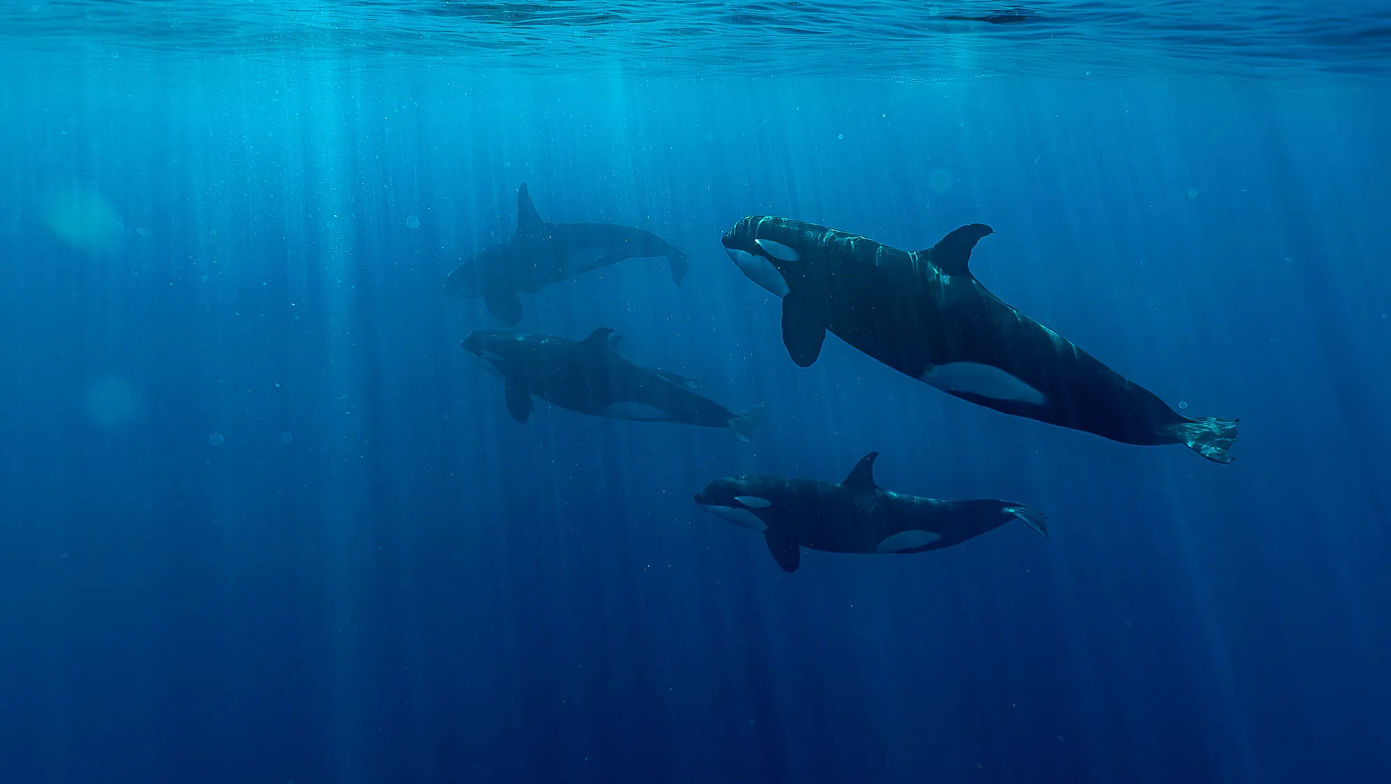 Cuatro orcas nadan bajo los rayos de sol